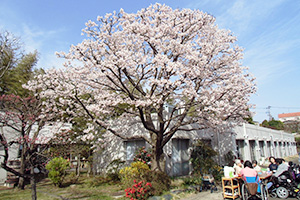 お花見